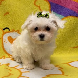 Female Maltese Born: 7/12/26 $2099.99 USDA# 73-A-2831