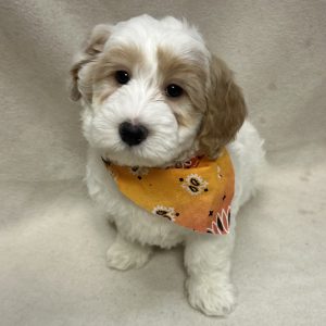 Male Mini Bernedoodle Born: 1/21/26 $2199.99 USDA# 47-B-0126