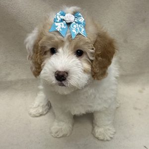 Female Mini Bernedoodle Born: 1/21/26 $2199.99 USDA# 47-B-0126