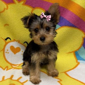 Female Yorkshire Terrier Born: 7/5/26 $2299.99 USDA# 73-A-2831