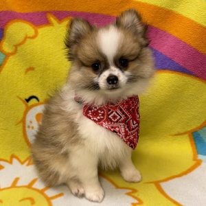 Male Pomeranian Born: 7/14/26 $2299.99 USDA# 73-A-2831