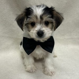Male Yo-Chon (Yorkie x Bichon) Born: 1/18/26 $1899.99 USDA# 47-B-0126