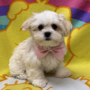 Male Malshi (Maltese x Shih Tzu) Born: 7/12/26 $1799.99 USDA# 73-A-2831