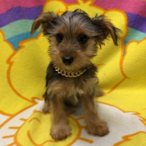 Male Yorkshire Terrier Born: 7/5/26 $1999.99 USDA# 73-A-2831