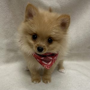 Male Pomeranian Born: 1/8/26 $2499.99 USDA# 47-B-0126