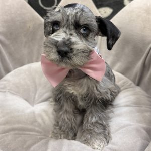 Male Mini Schnauzer Born: 8/31/25 $2199.99 USDA# 47-B-0126