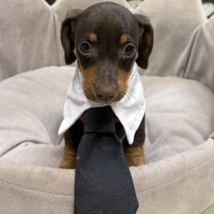 Male Dachshund Born: 8/28/25 $2199.99 USDA# 47-B-0126