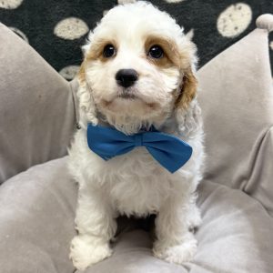 Male Cavapoo (Cavalier x Poodle) Born: 8/30/25 $1899.99 USDA# 47-B-0126