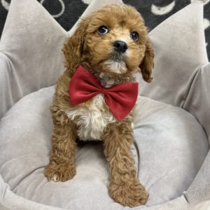 Male Cavapoo (Cavalier x Poodle) Born: 8/27/25 $1999.99 USDA# 47-B-0126