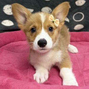 Female Corgi Born: 8/25/25 $2099.99 USDA# 47-B-0126