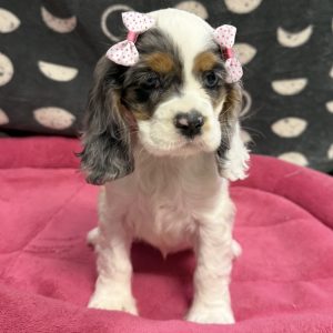 Female Cocker Spaniel Born: 8/27/25 $1999.99 USDA# 47-B-0126