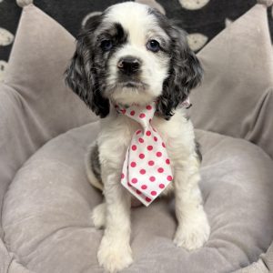 Male Cocker Spaniel Born: 8/27/25 $1999.99 USDA# 47-B-0126