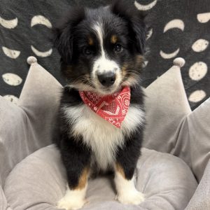 Male Mini Aussie Born: 8/18/25 $1899.99 USDA# 47-B-0126