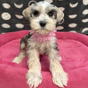 Female Mini Schnauzer Born: 8/31/25 $1999.99 USDA# 47-B-0126
