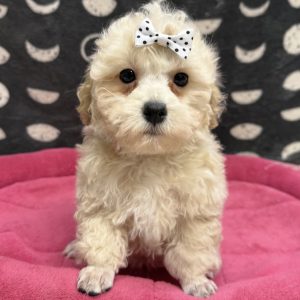 Female Poodle Born: 8/28/25 $1899.99 USDA# 47-B-0126