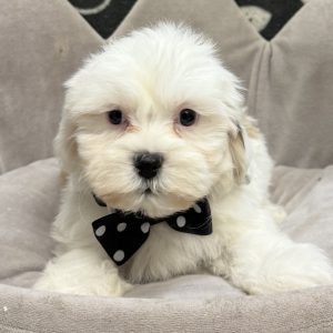 Male Havashu (Havanese x Shih Tzu) Born: 8/29/25 $1799.99 USDA# 47-B-0126
