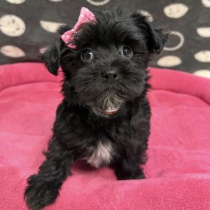 Female Yorkiepoo (Yorkie x Poodle) Born: 8/18/25 $1799.99 USDA# 47-B-0126