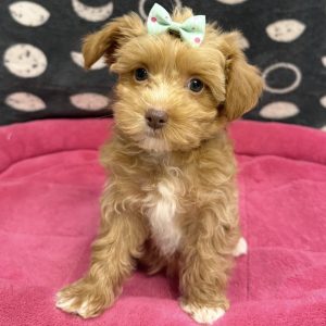 Female Yorkiepoo (Yorkie x Poodle) Born: 8/18/25 $1899.99 USDA# 47-B-0126