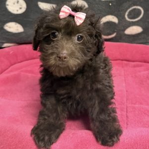 Female Havapoo (Havanese x Poodle) Born: 8/17/25 $1899.99 USDA# 47-B-0126