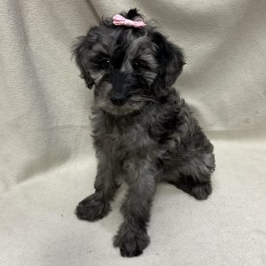 Female Mini Goldendoodle Born: 1/20/26 $2099.99 USDA# 46-A-0270