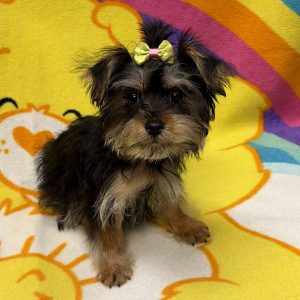 Female Morkie (Maltese x Yorkie) Born: 5/28/26 $1699.99 USDA# 48-A-2193