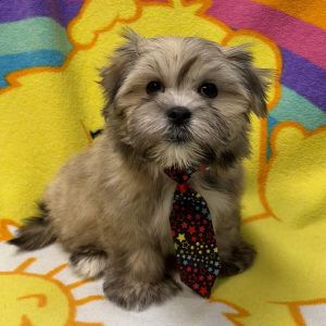Male Lhatese (Lhasa Apso x Maltese) Born: 7/14/26 $1799.99 USDA# 48-A-2193