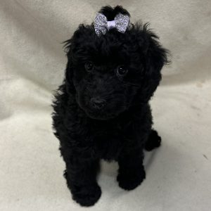 Female Mini Goldendoodle Born: 1/20/26 $1699.99 USDA# 46-A-0270