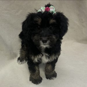 Female Bernedoodle Born: 1/14/26 $2099.99 USDA# 48-A-0366