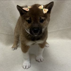 Female Shiba Inu Born: 1/1/26 SALE! Originally $2199.99 - $100  $2099.99! USDA# 47-B-0126