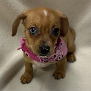 Female Chiweenie (Chihuahua x Dachshund) Born: 1/26/26 $2199.99 USDA# 47-B-0126