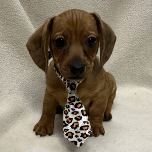 Male Dachshund Born: 1/24/26 $2499.99 USDA# 47-B-0126