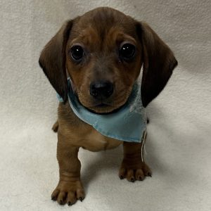 Female Dachshund Born: 1/24/26 $2499.99 USDA# 47-B-0126