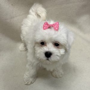 Female Havanese Born: 1/26/26 $1999.99 USDA# 47-B-0126