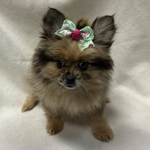 Female Pomeranian Born: 1/14/26 $2499.99 USDA# 47-B-0126