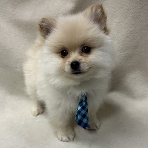 Male Pomeranian Born: 1/26/26 $2299.99 USDA# 47-B-0126