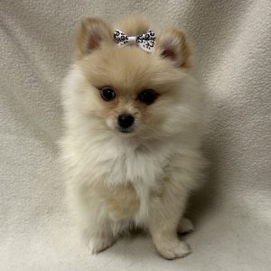 Female Pomeranian Born: 1/26/26 $2699.99 USDA# 47-B-0126