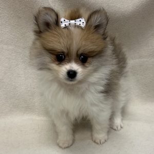 Female Pomeranian Born: 1/26/26 $2699.99 USDA# 47-B-0126