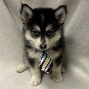 Male Pomsky (Pomeranian x Husky) Born: 1/29/26 $2199.99 USDA# 47-B-0126