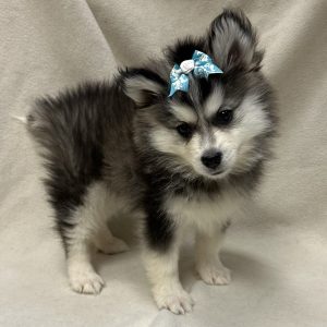 Female Pomsky (Pomeranian x Husky) Born: 1/29/26 $1999.99 USDA# 47-B-0126