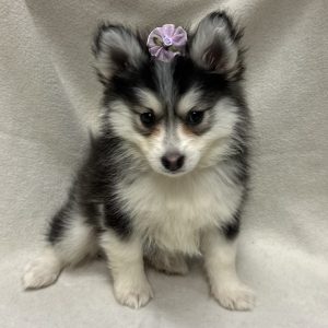 Female Pomsky (Pomeranian x Husky) Born: 1/29/26 $1999.99 USDA# 47-B-0126