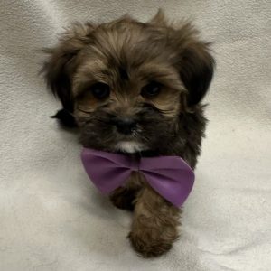 Male Shorkie (Shih Tzu x Yorkie) Born: 1/30/26 $1999.99 USDA# 47-B-0126