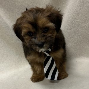 Male Shorkie (Shih Tzu x Yorkie) Born: 1/30/26 $1899.99 USDA# 47-B-0126
