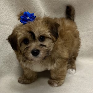 Female Yorkie x Havachon Havanese/Bichon) Born: 2/1/26 $2099.99 USDA# 47-B-0126