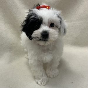 Female Shorkiepoo (Yorkie x Shih Tzu/Poodle) Born: 1/25/26 $1999.99 USDA# 47-B-0126