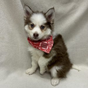 Male Pomsky (Pomeranian x Husky) Born: 1/29/26 $2199.99 USDA# 47-B-0126