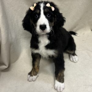 Female Bernedoodle Born: 1/23/26 $2199.99 USDA# 48-A-0366