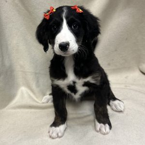 Female Bernedoodle Born: 1/23/26 $2199.99 USDA# 48-A-0366