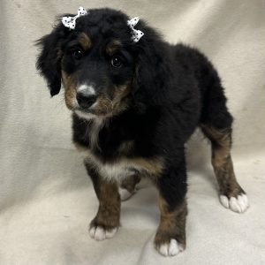 Female Bernedoodle Born: 1/23/26 $2199.99 USDA# 48-A-0366