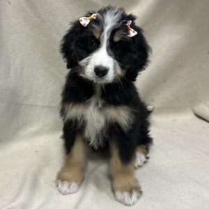 Female Bernedoodle Born: 1/23/26 $2199.99 USDA# 48-A-0366