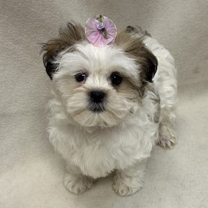 Female Malshipoo (Maltese/Shih Tzu x Poodle) Born: 1/24/26 $1899.99 USDA# 48-A-0366